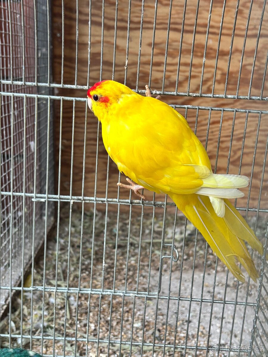 Kakariky rudocely