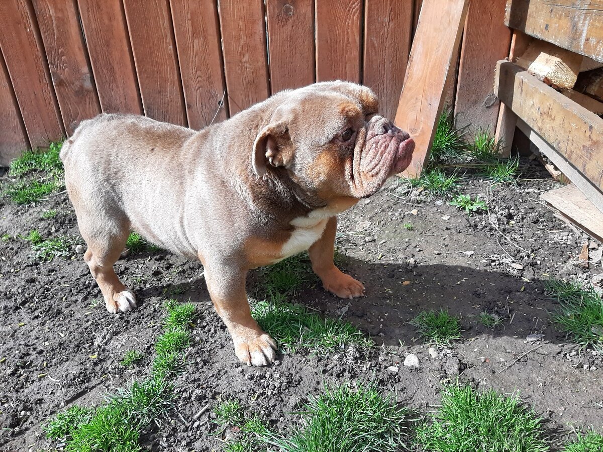 Anglicky buldok