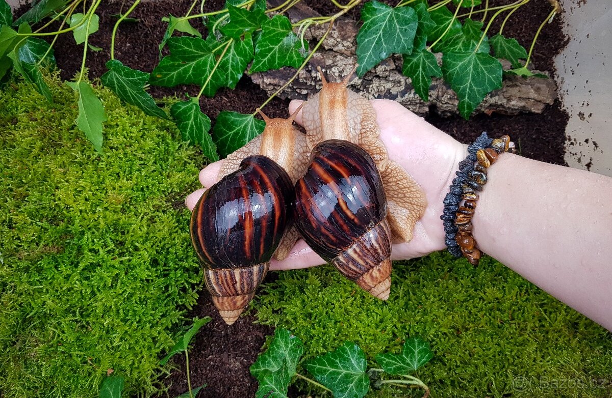 Afričtí šneci Lissachatina immaculata mláďata