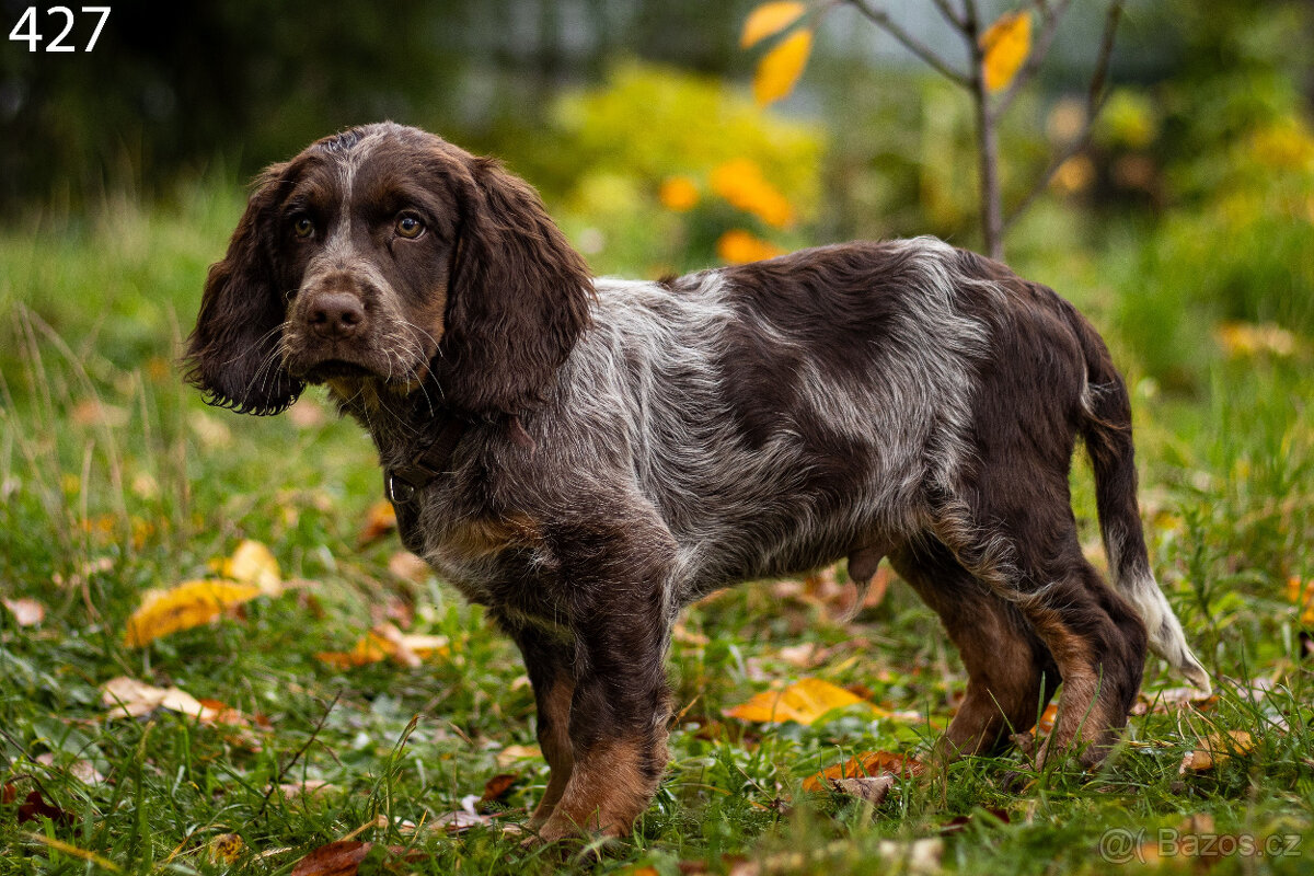 Německý křepelák štěně pejsek