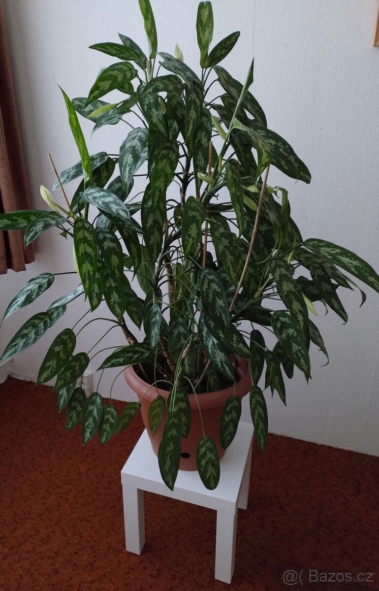 1) Aglaonema Maria