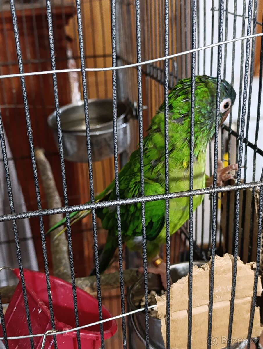 Aratinga Dlouhoocasý