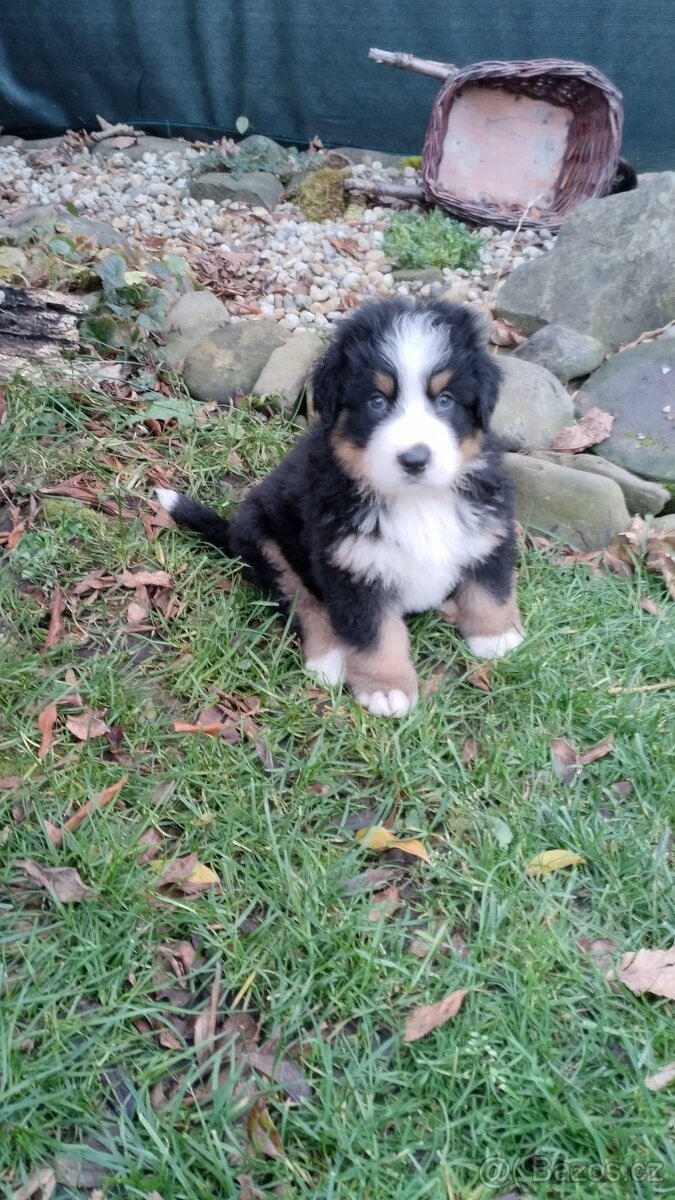 Bernský salašnický pes bez PP