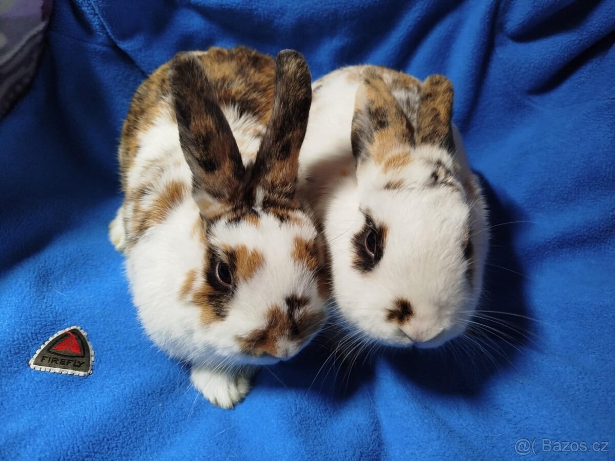 Nabízím zakrslé králíčky- hladké stáří 7 měsíců