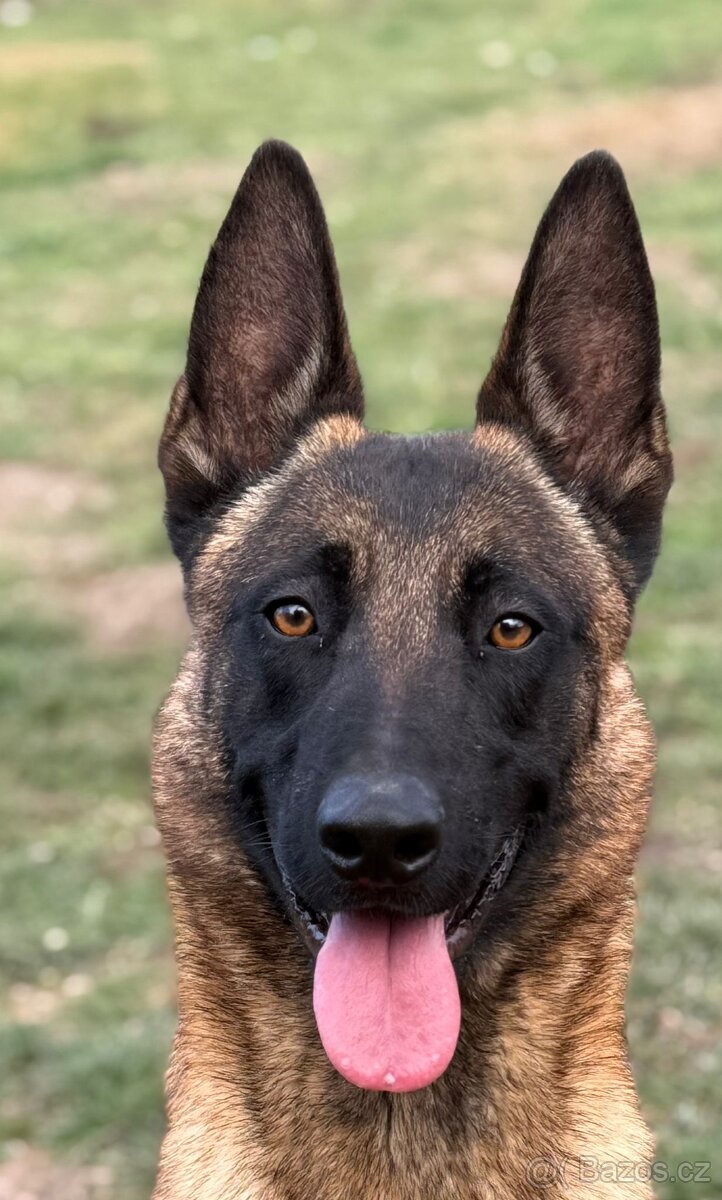 Belgicky ovciak s PP