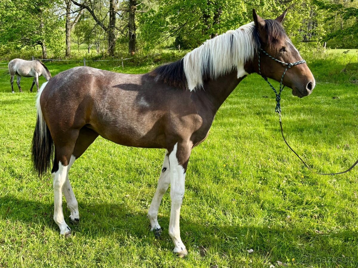 Roční kobylka