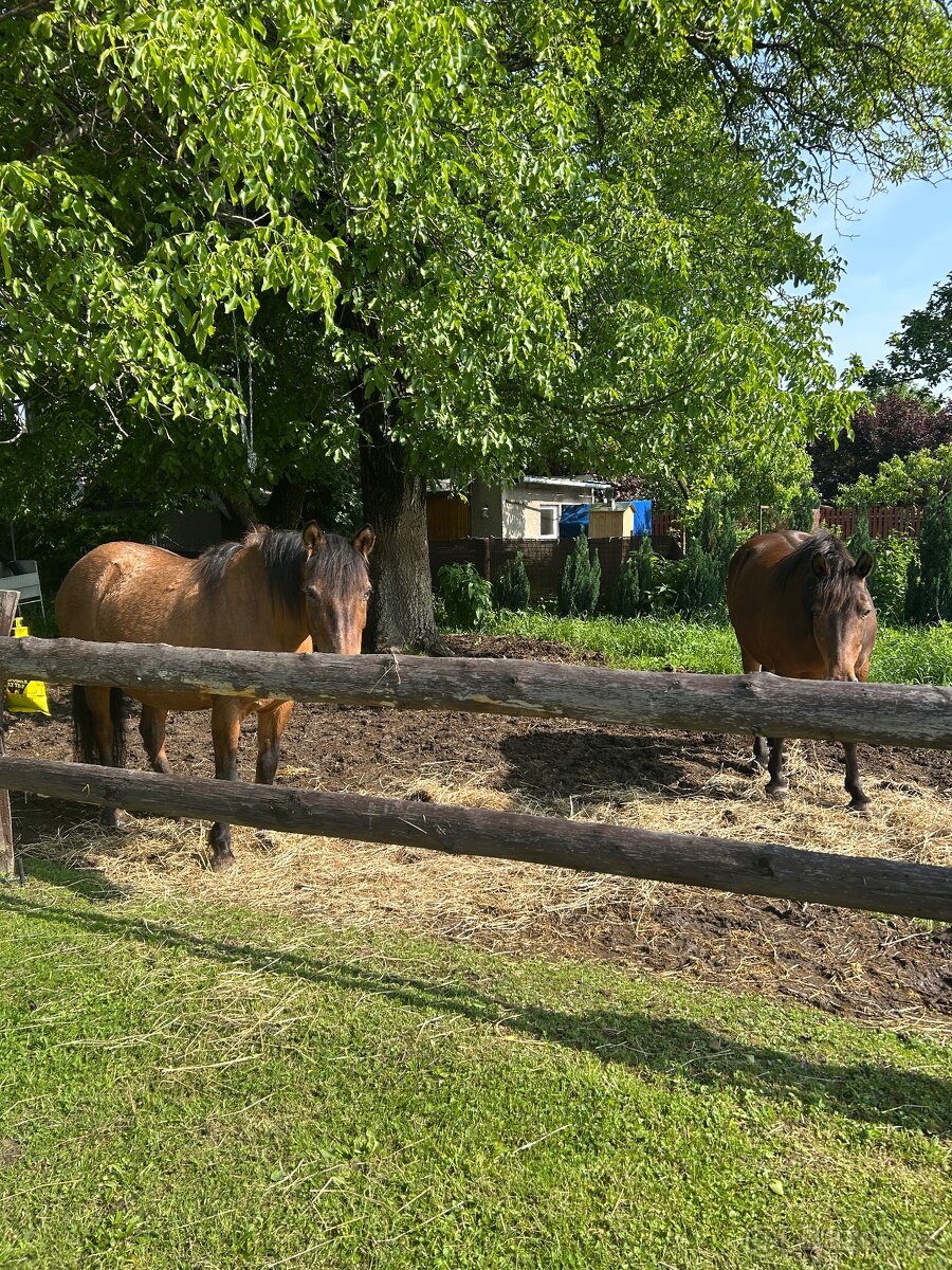 Nabízím dvě starší kobyly Hucul