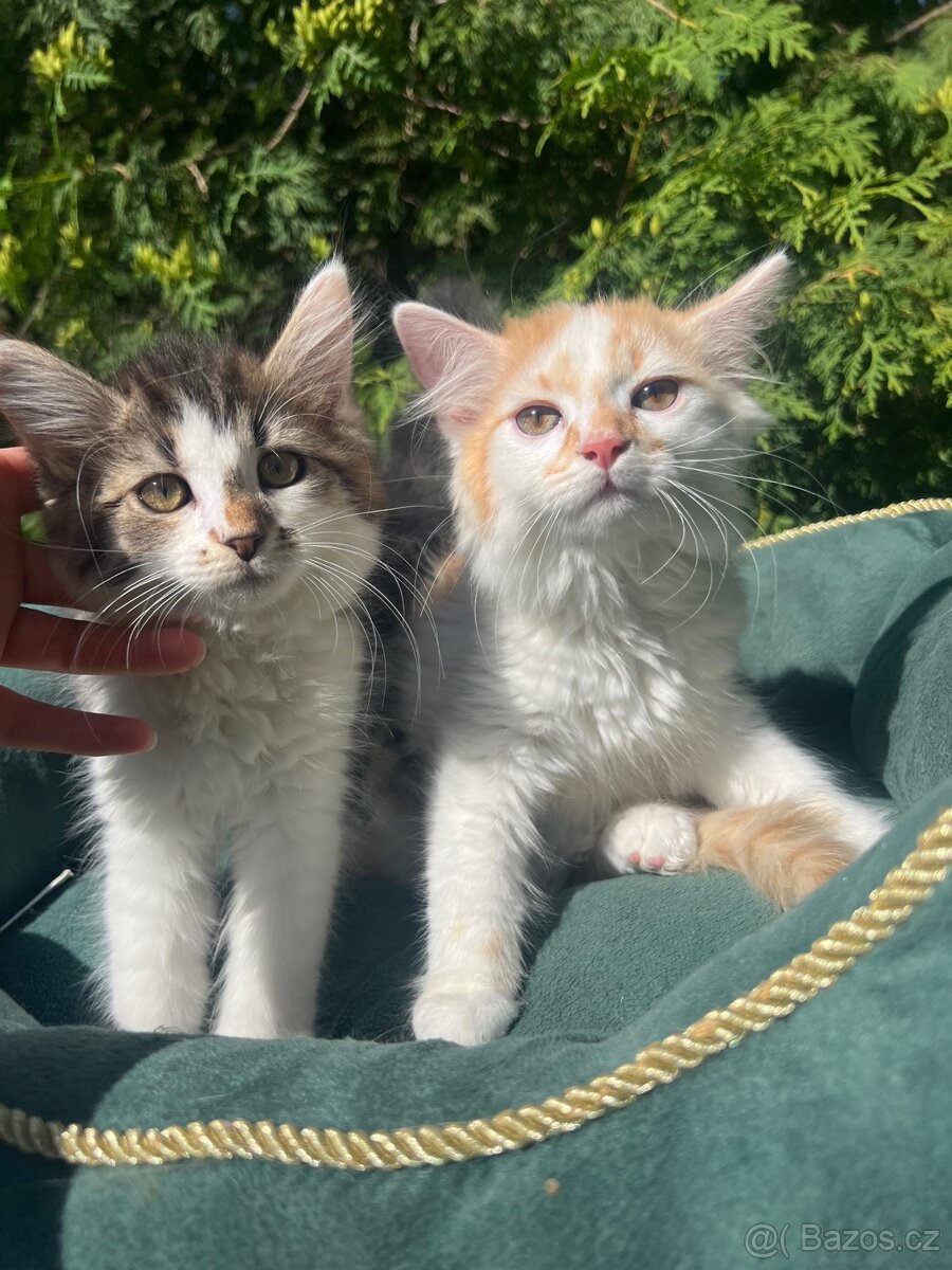 Ragdoll x Mainská