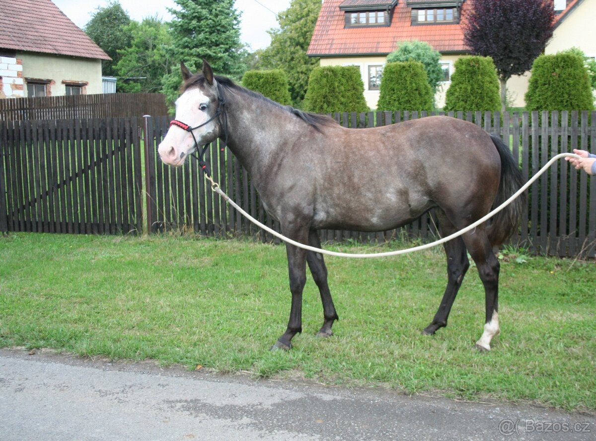 Kobyla Paint horse
