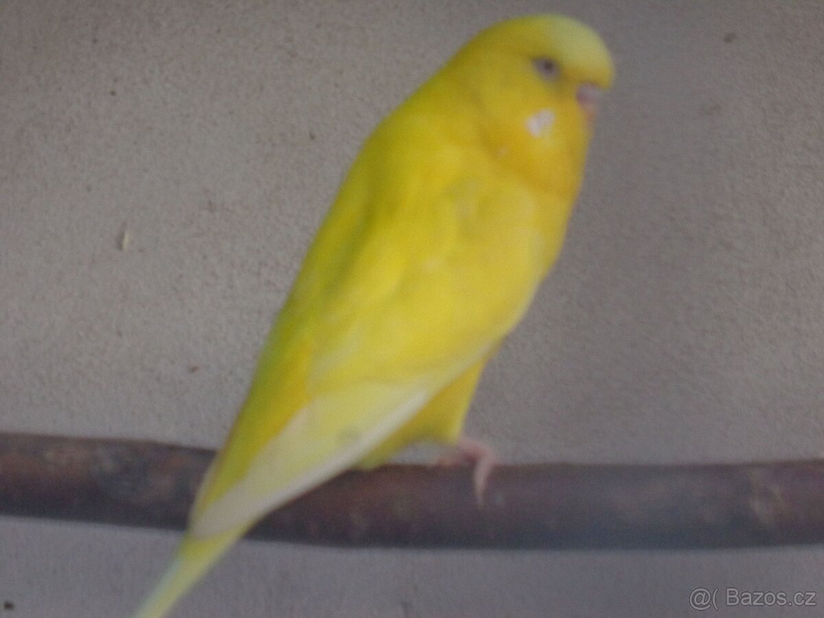 Andulka