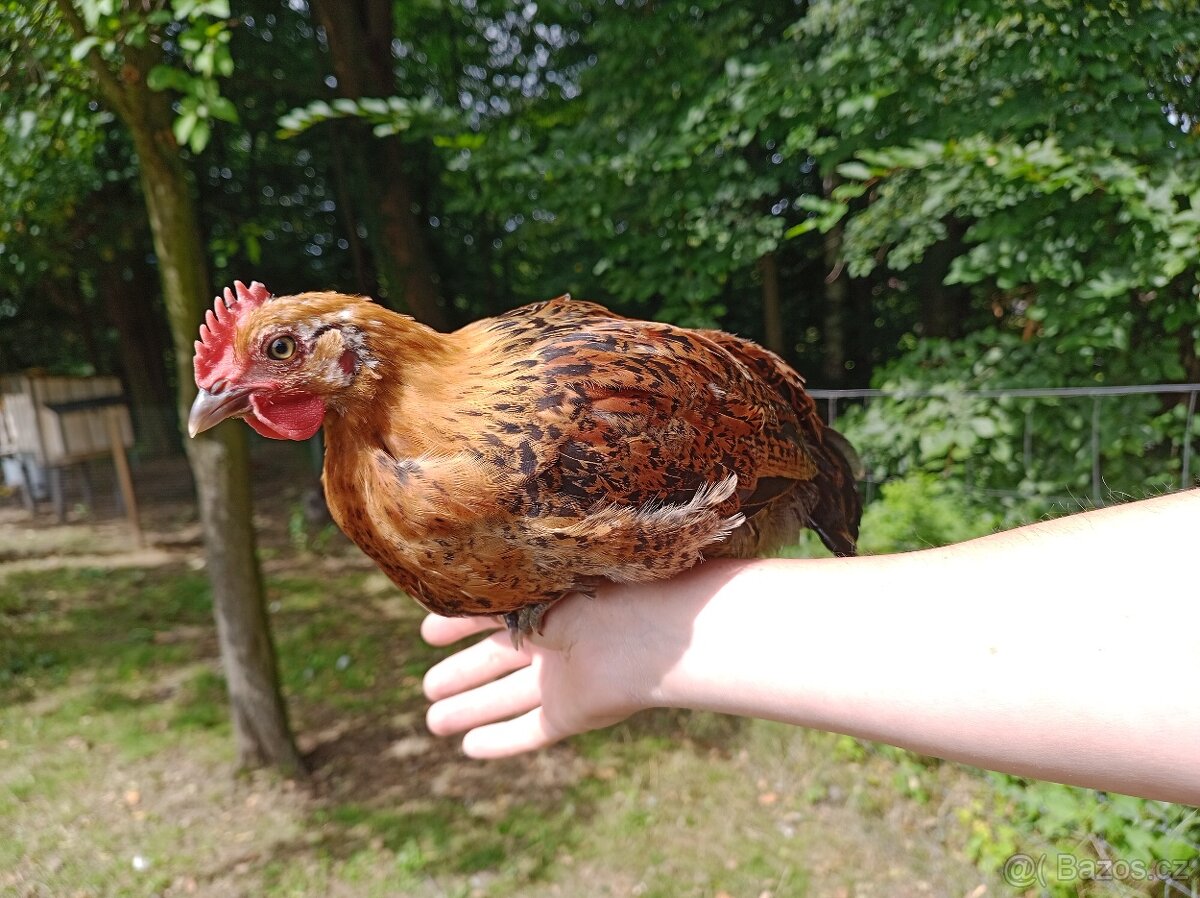 Kohout česká kropenatá