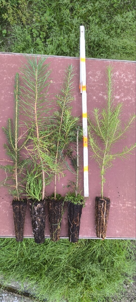 Sazenice lesních dřevin