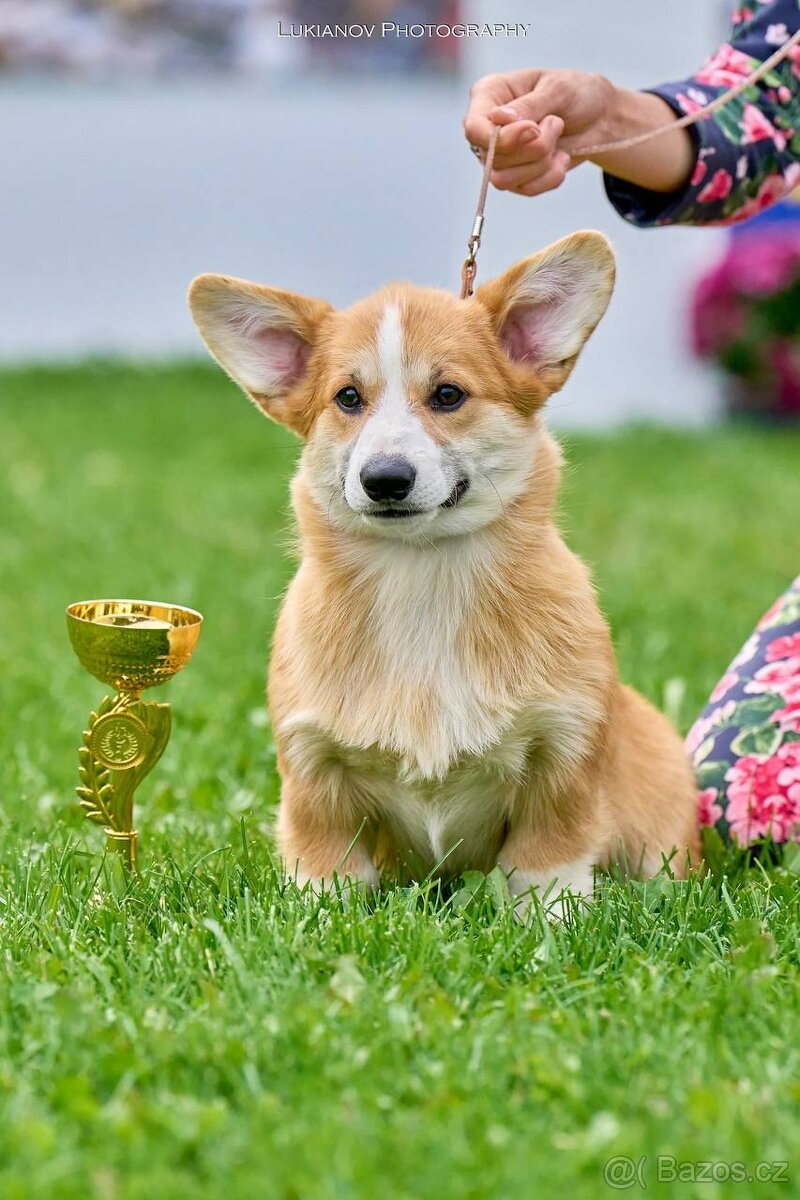Welsh Corgi Pembroke
