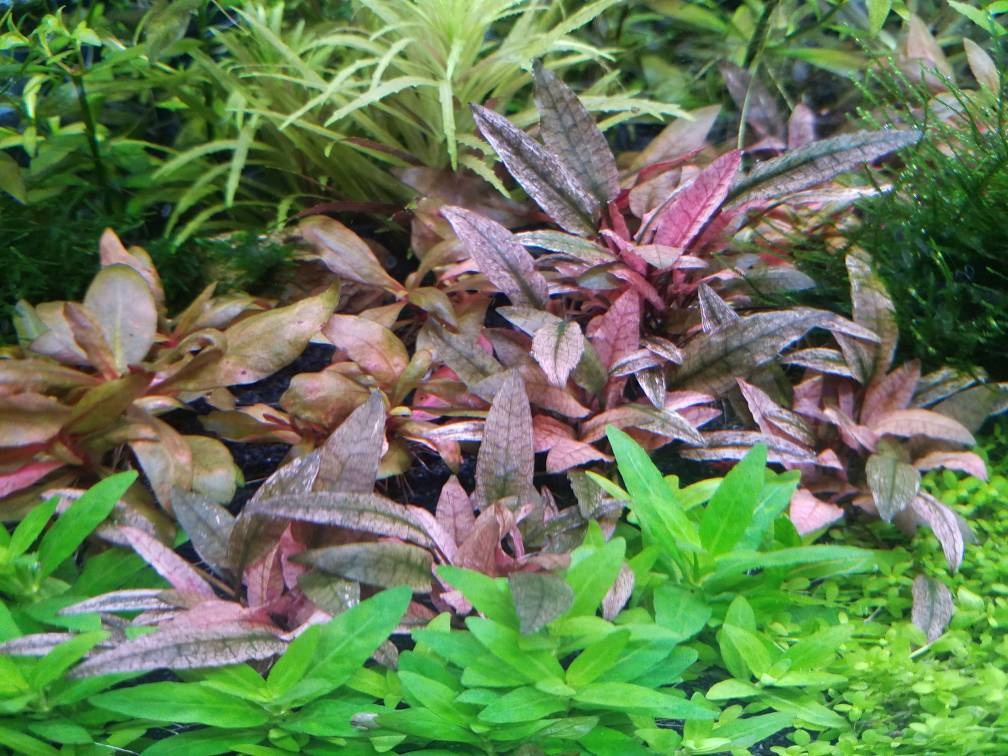 Akvarijni rostlinky - Kryptokoryna Flamingo