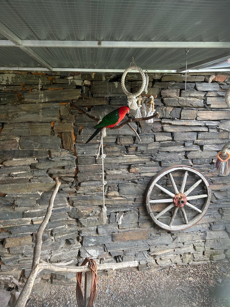 Papoušek královský (pár)