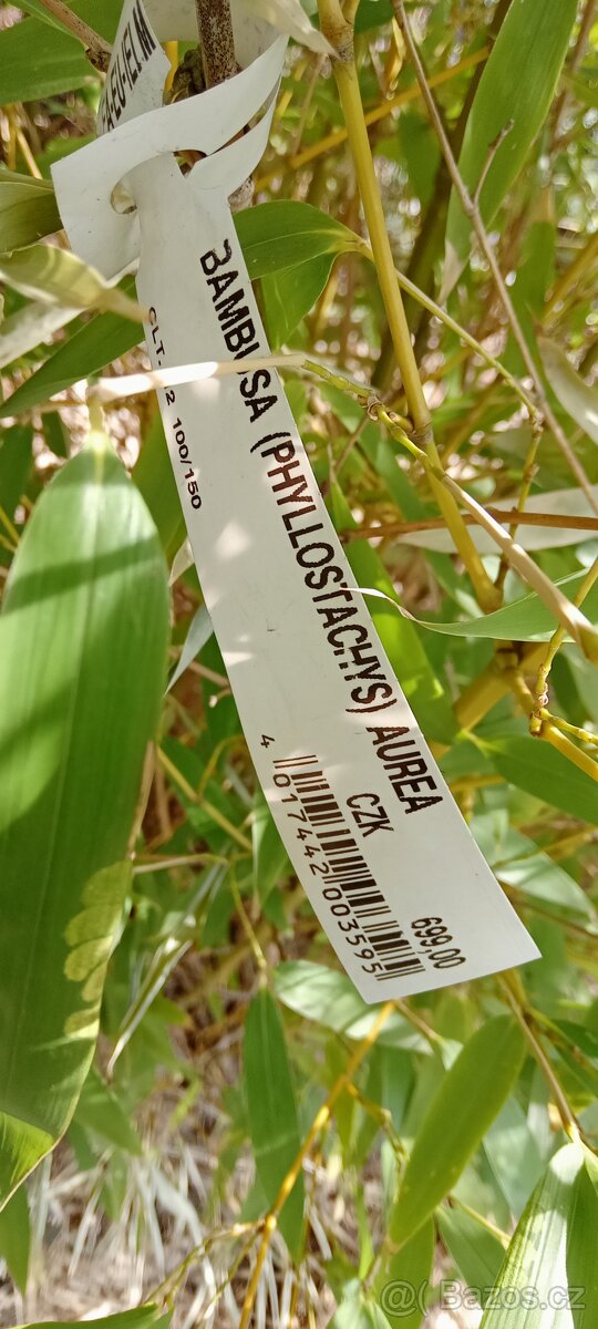 Bambus mrazuvzdorný