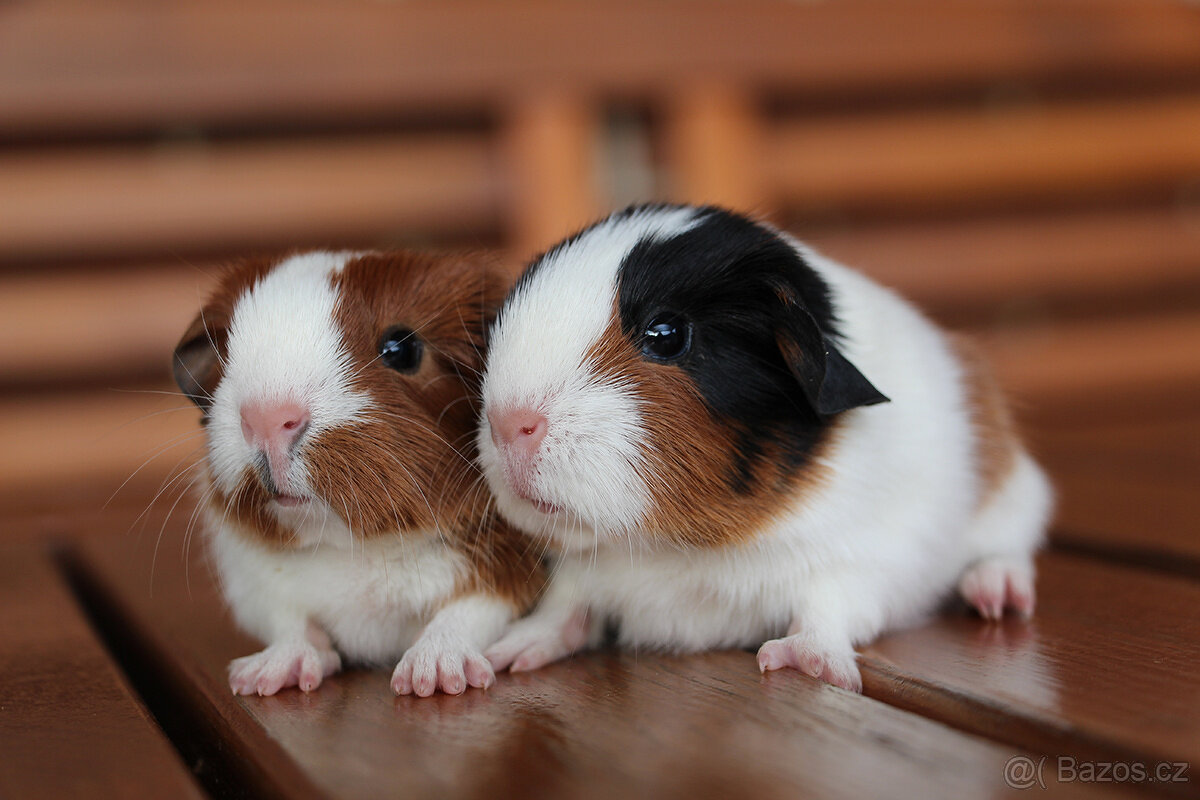 Krátkosrsté morče, morčátko, morčata s PP