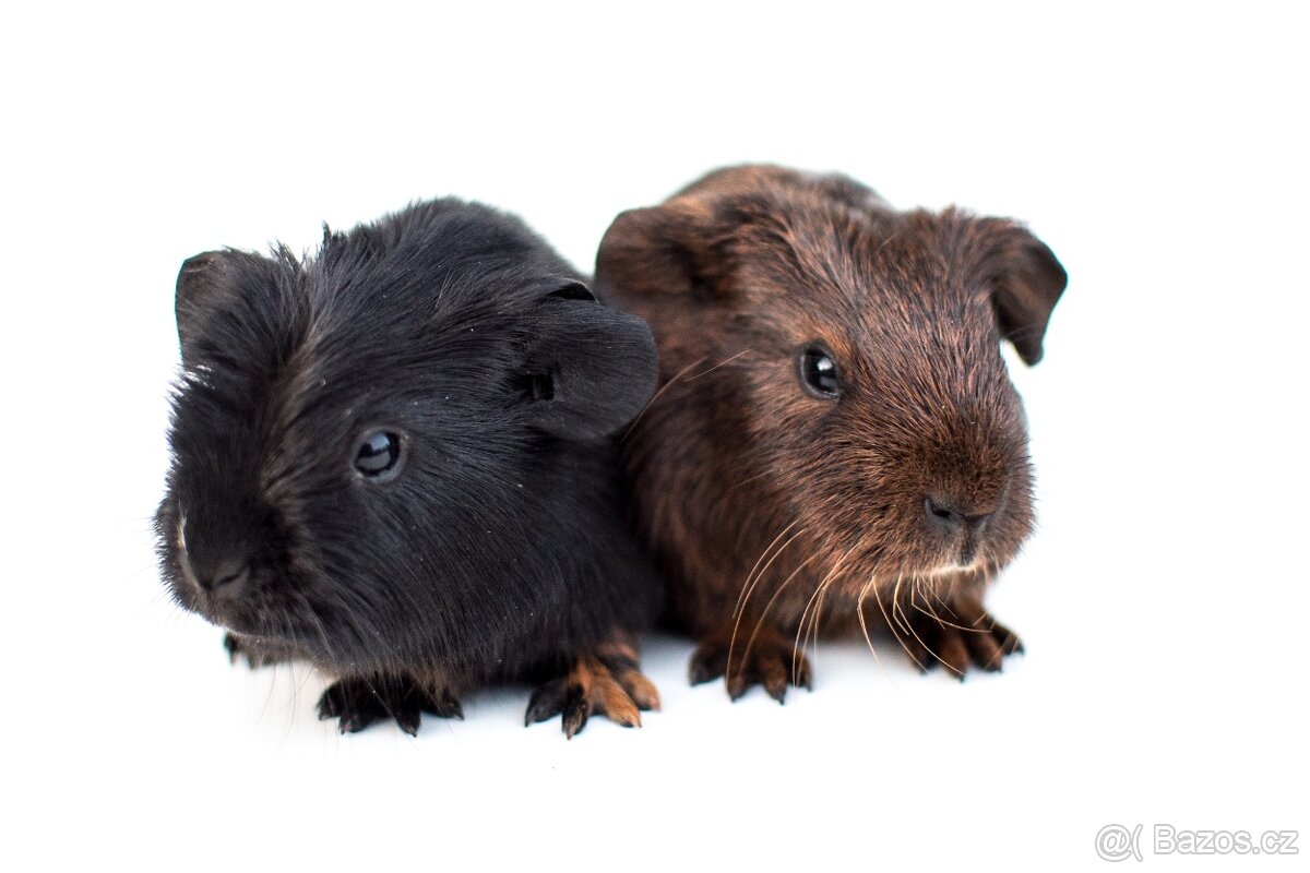 Bráškové hledají nový domov