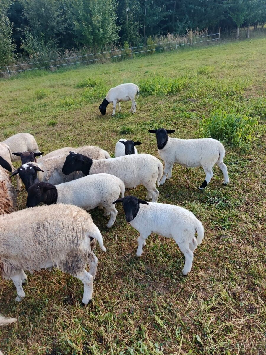 Letošní roční ovečky