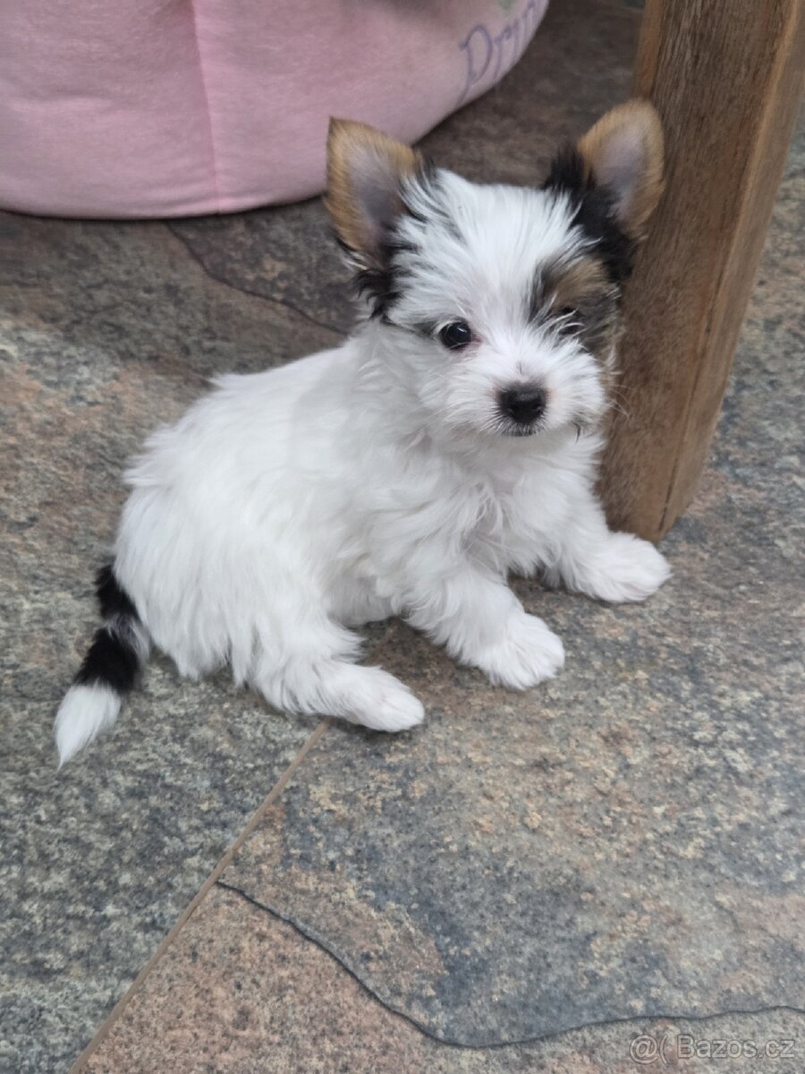 štěňata biewer terier