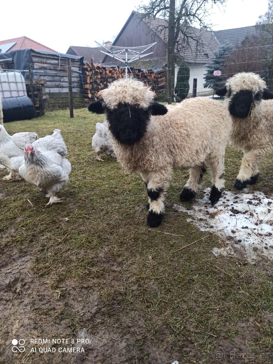 Walliserská černonosá ovce - beránek, walliser