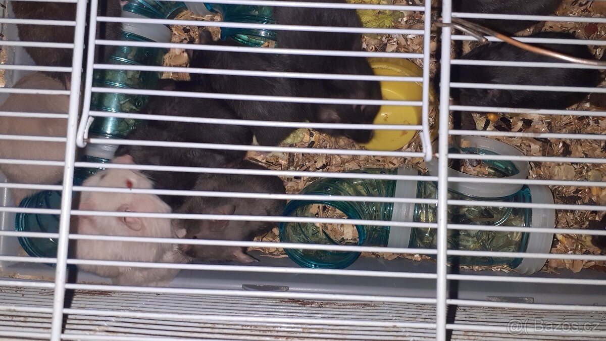 Prodám křečky syrský.