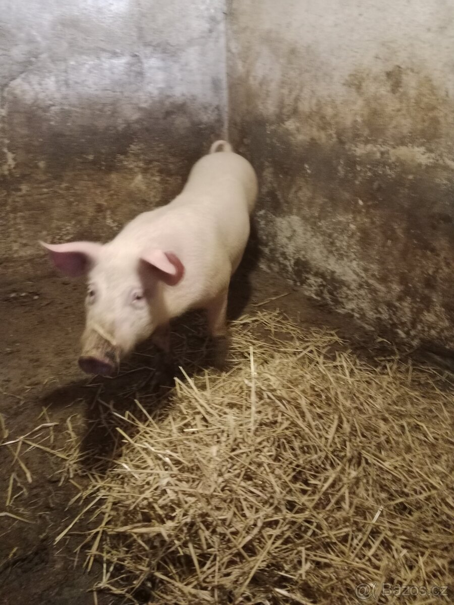 Sele na rožeň