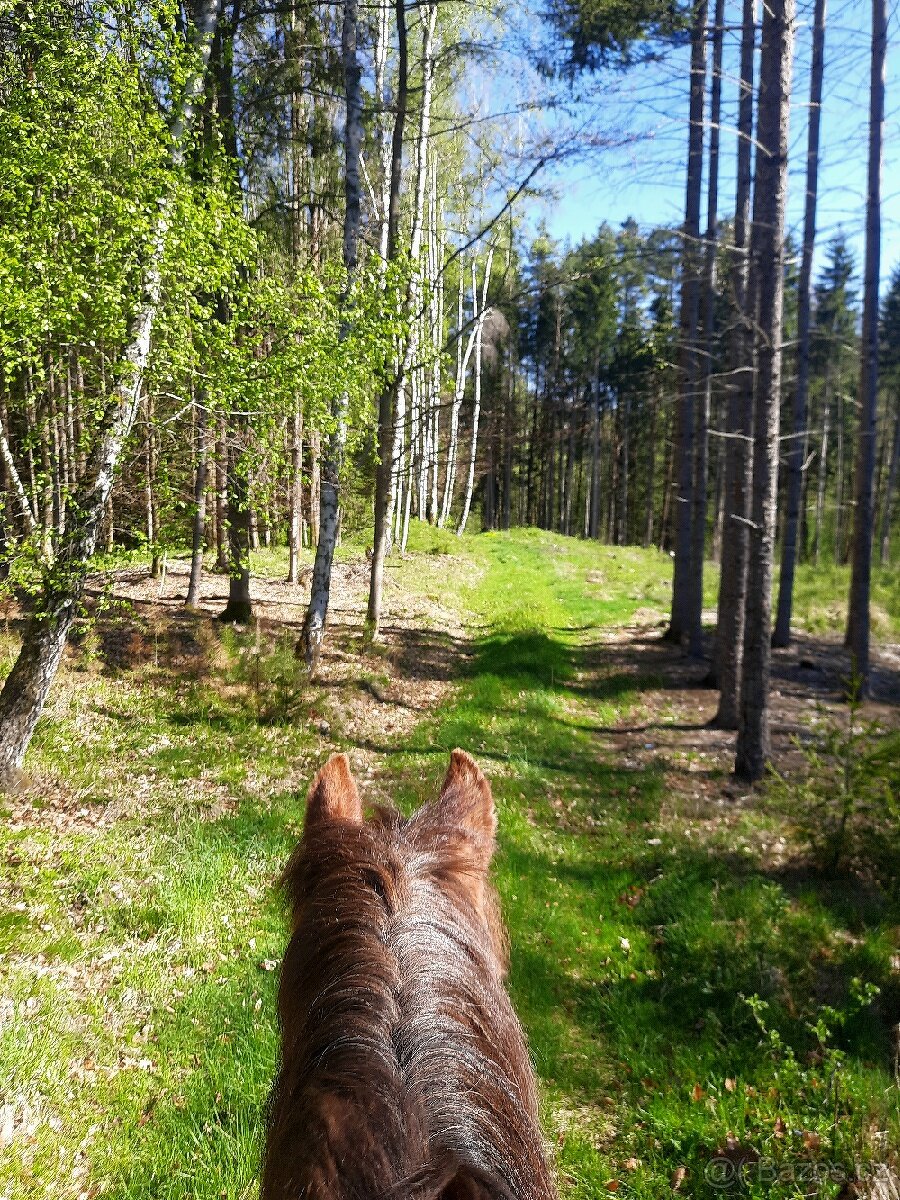 Hledáme koňského učitele