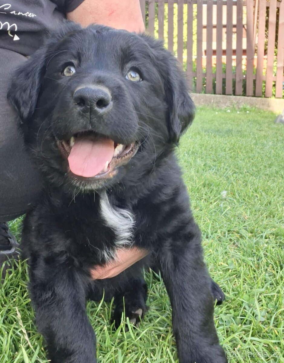 Prodám štěně, kříženec labradora a border kolie
