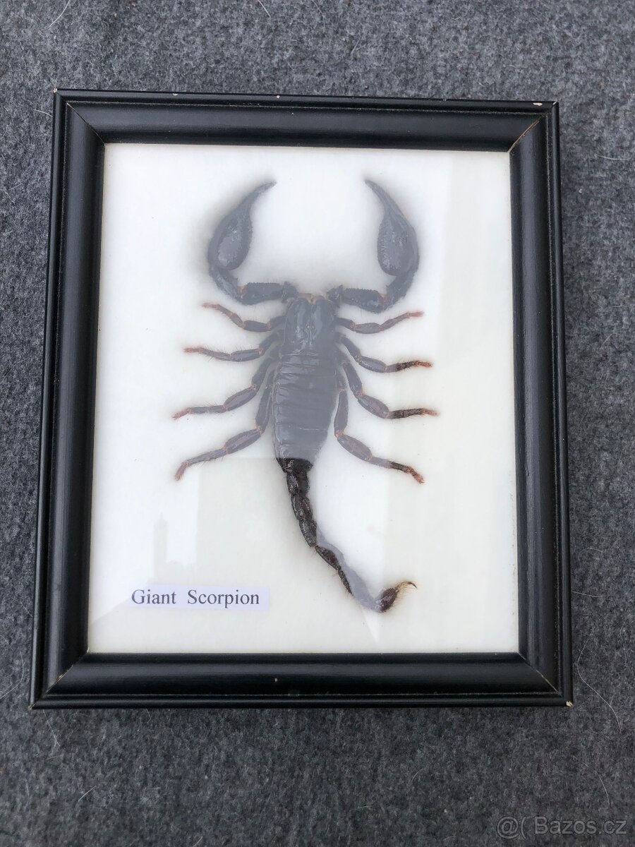 Veleštír ve skle entomologie hmyz štír škorpion