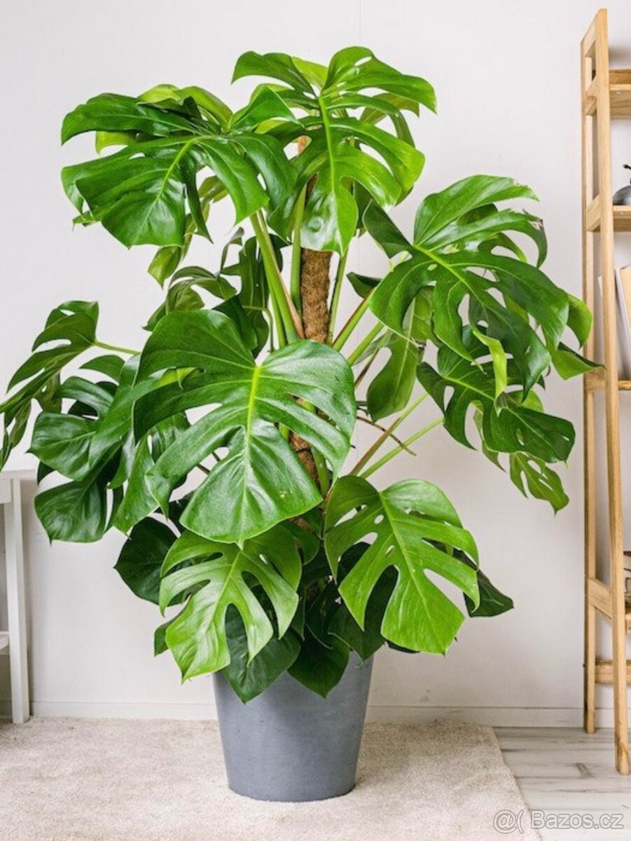Monstera deliciosa 100-120 cm, průměr květináče 24 cm