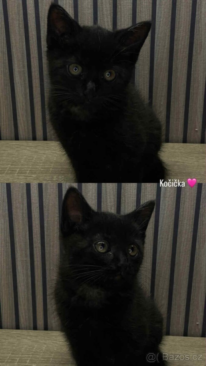 DAruji kotata