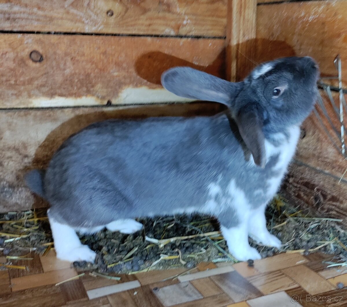 Králík do dalšího chovu - kříženec obřích plemen