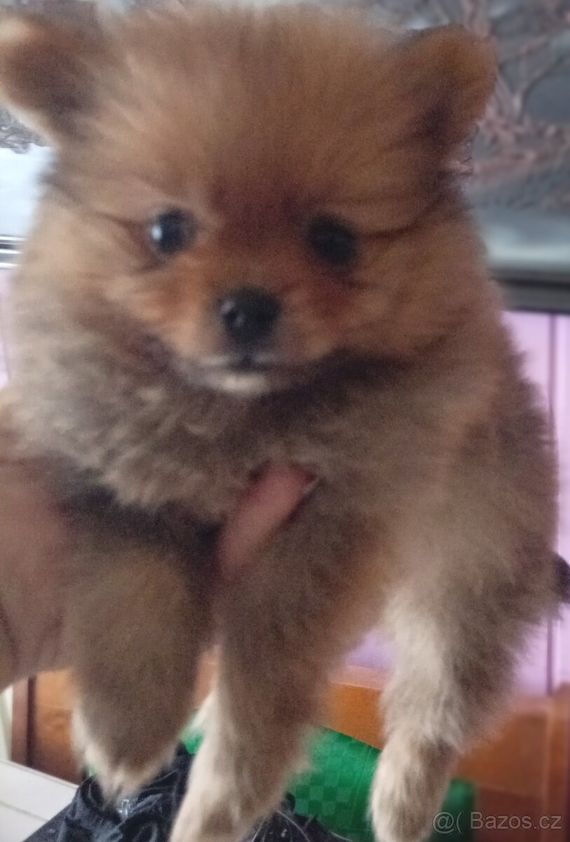 Štěňátko pomeraniana mini