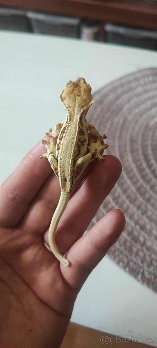 Mláďata pagekonů