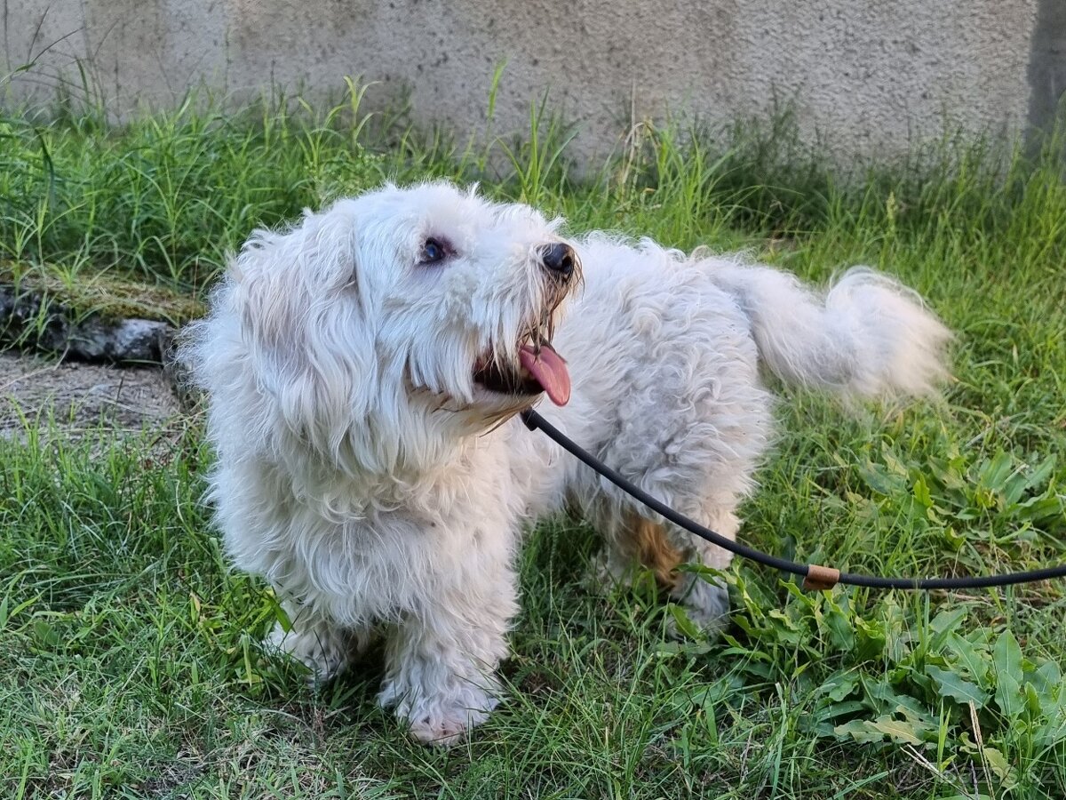 FILÍPEK K ADOPCI - x-maltéz, bílý mazel