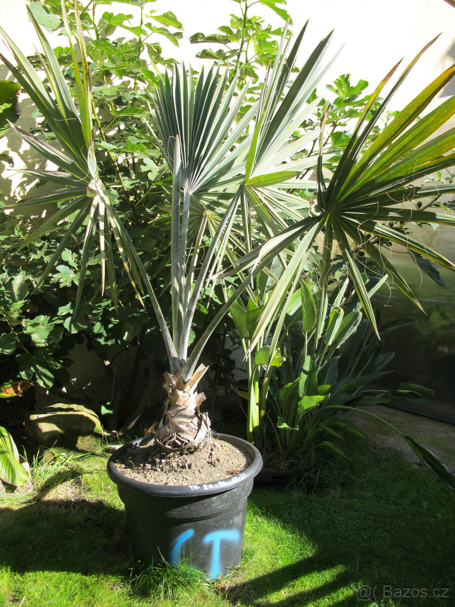 Palmy