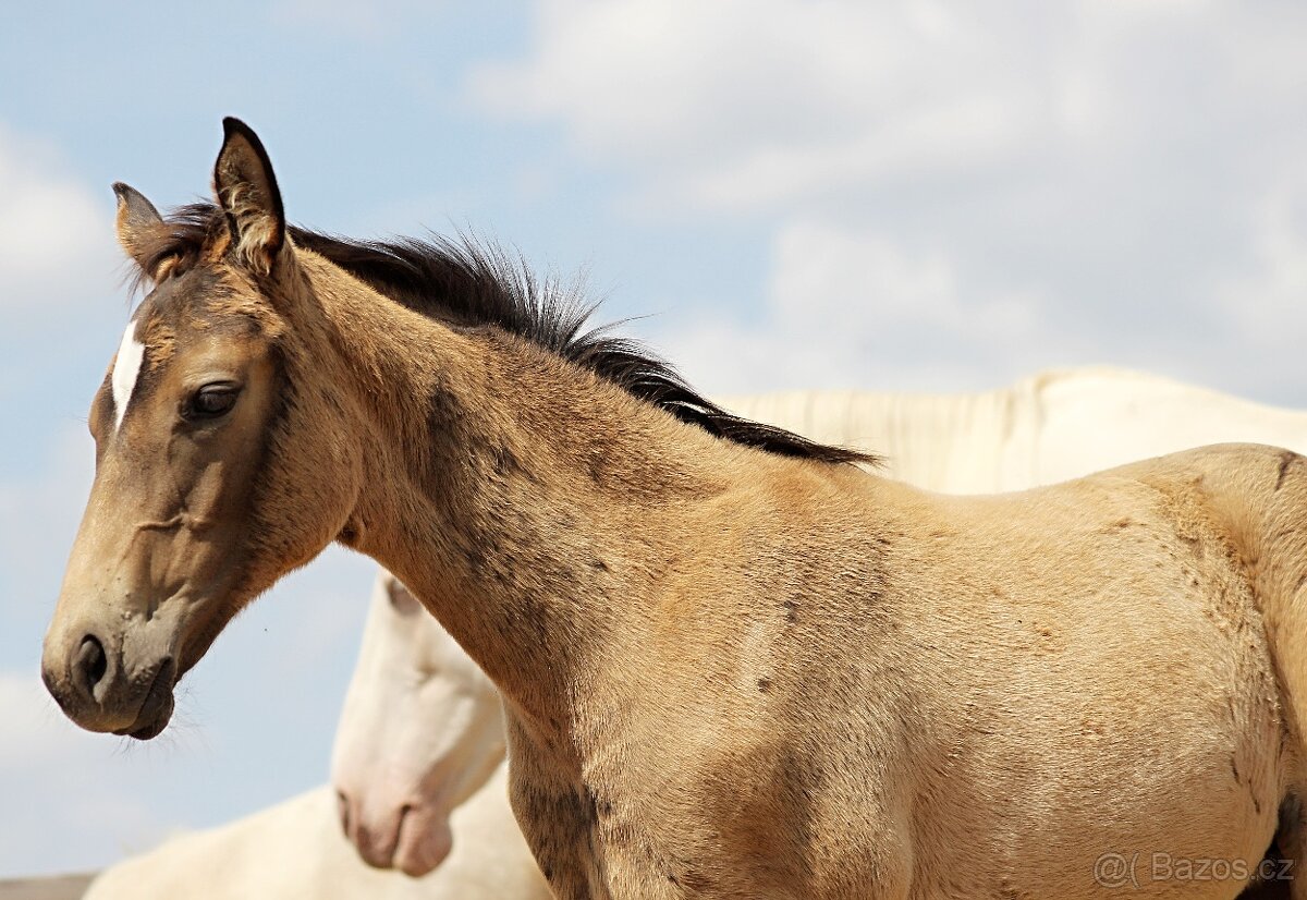 letošní plavá klisnička KK