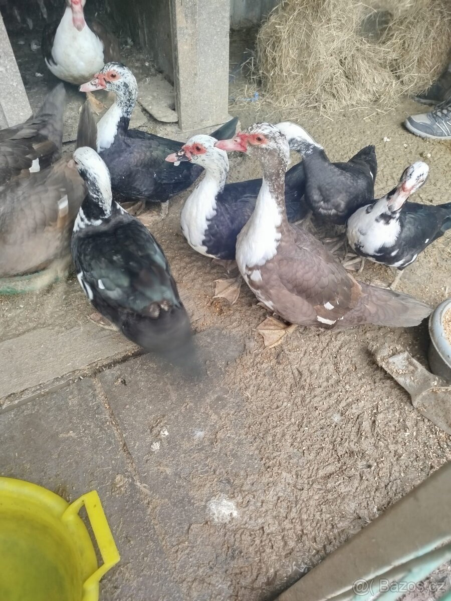 Živí pižmová kachna