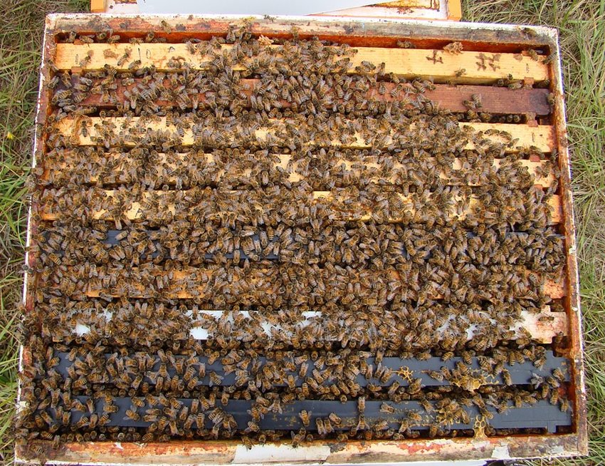 Prodám vyzimované včelstvo - Praha