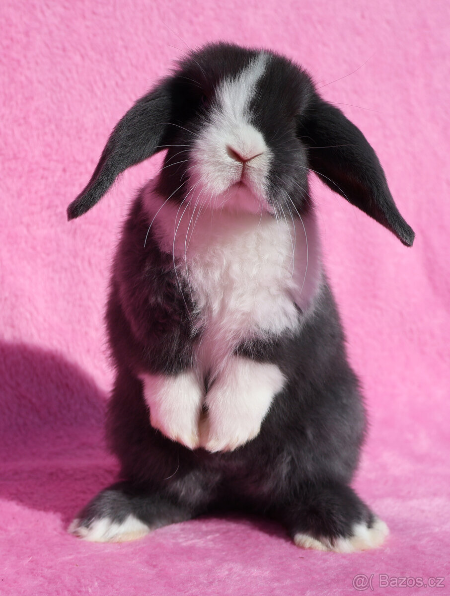 Zakrslý modrooký NHD beránek maličká samička s VP.