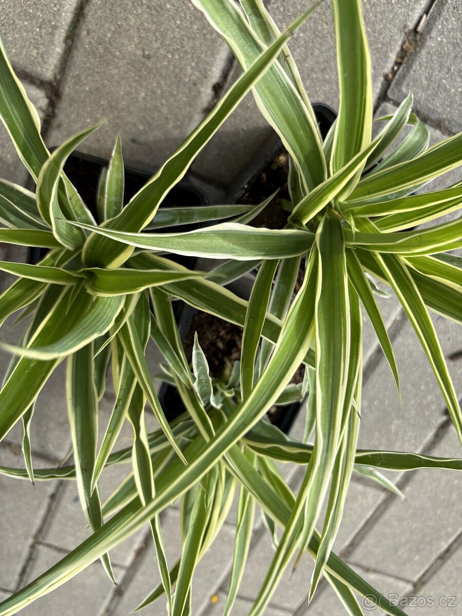 Zelenec - chlorophitum