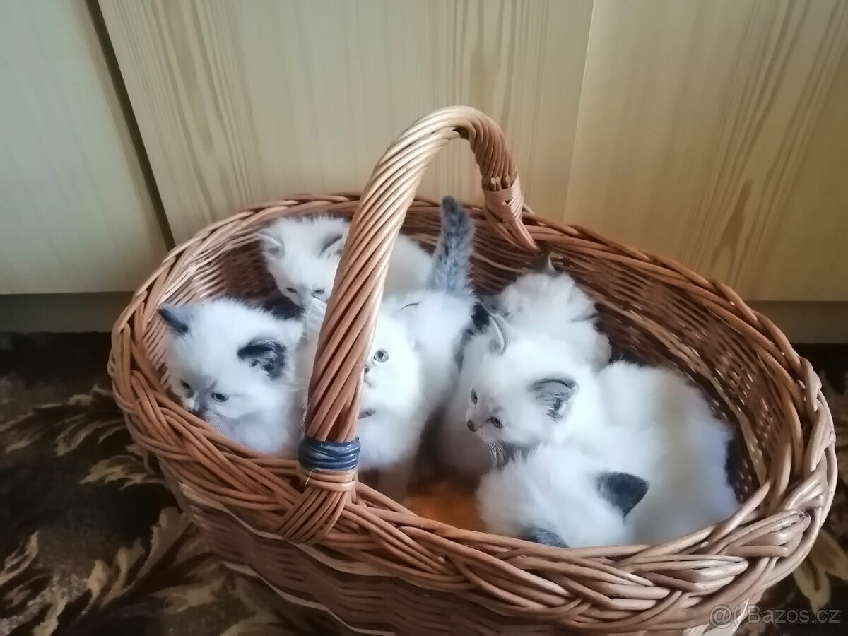 Ragdoll koťátka