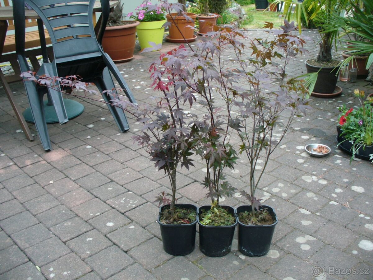 Javor Atropurpureum