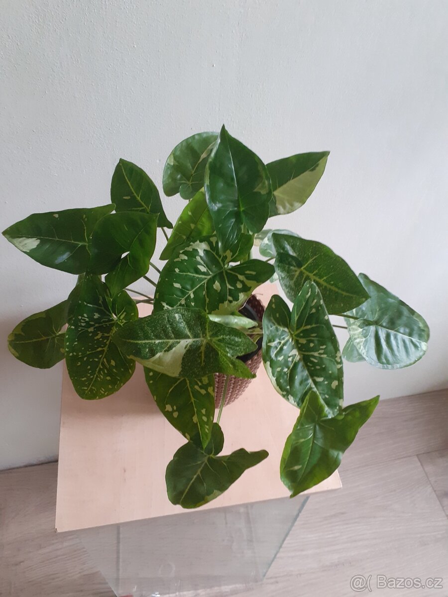 Syngonium 4