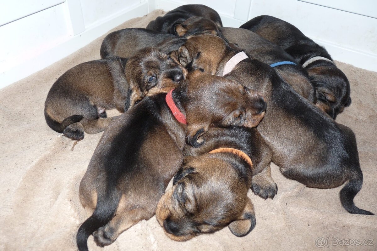 Jezevčík standard drsnosrstý s PP