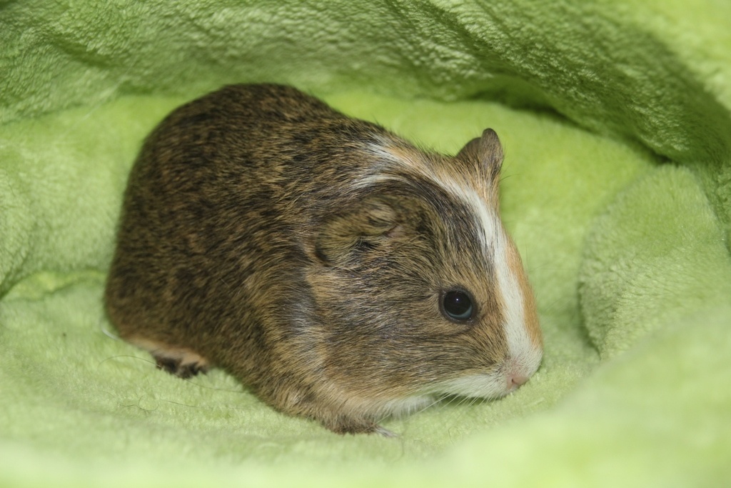 Morčecí chlapečci