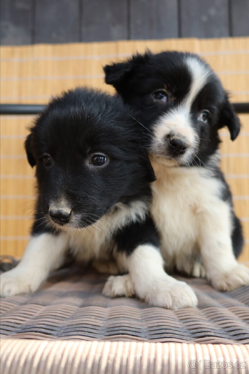 Border kolie štěňata