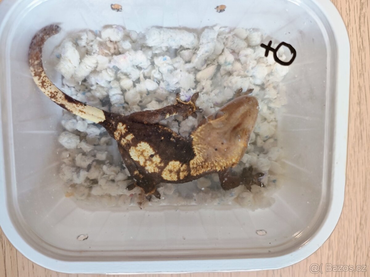 Pagekon řasnatý ( Rhacodaktylus Ciliatus)