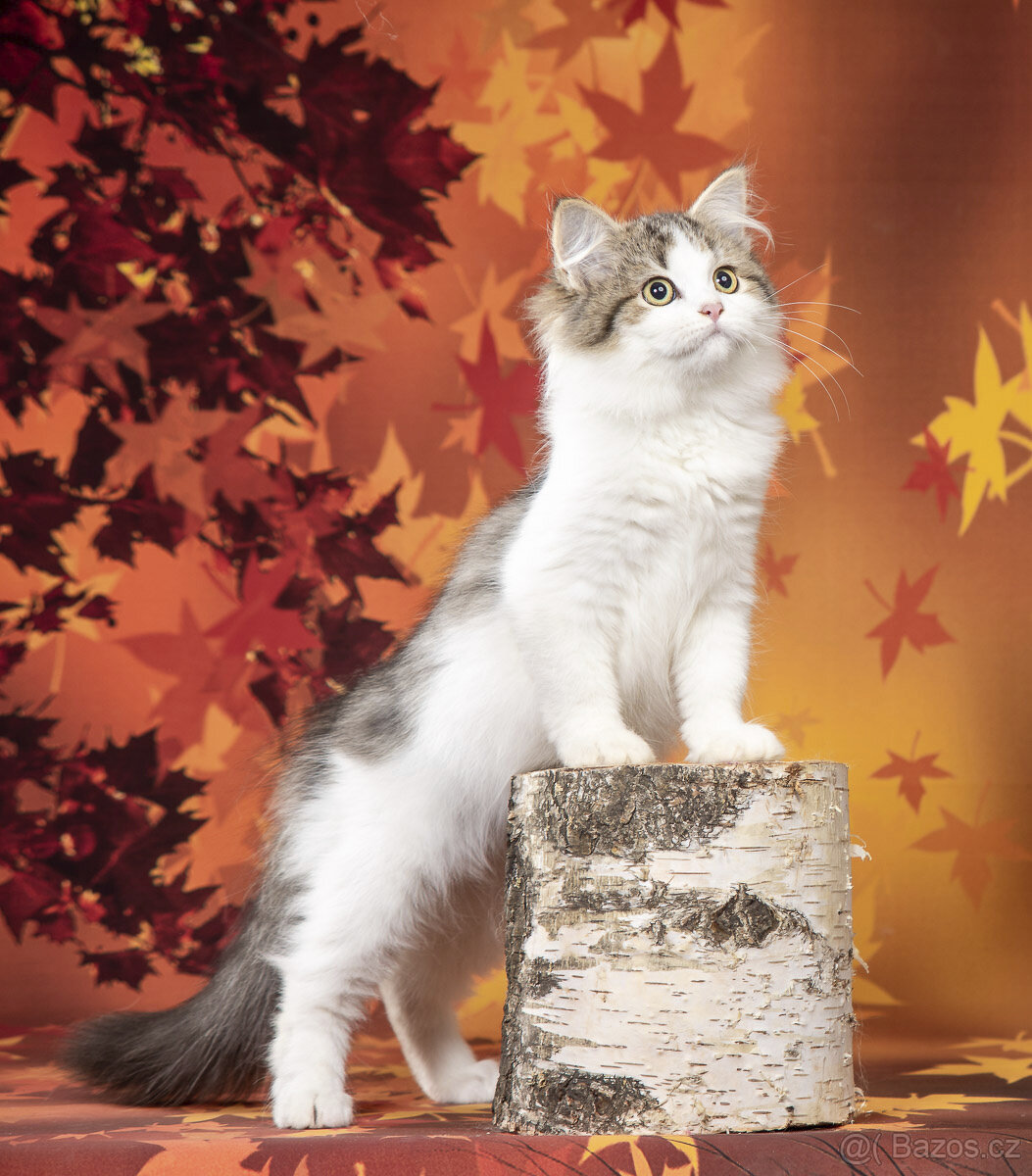 Sibiřská kočka,  kočička s PP